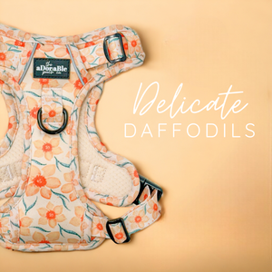 Delicate Daffodils