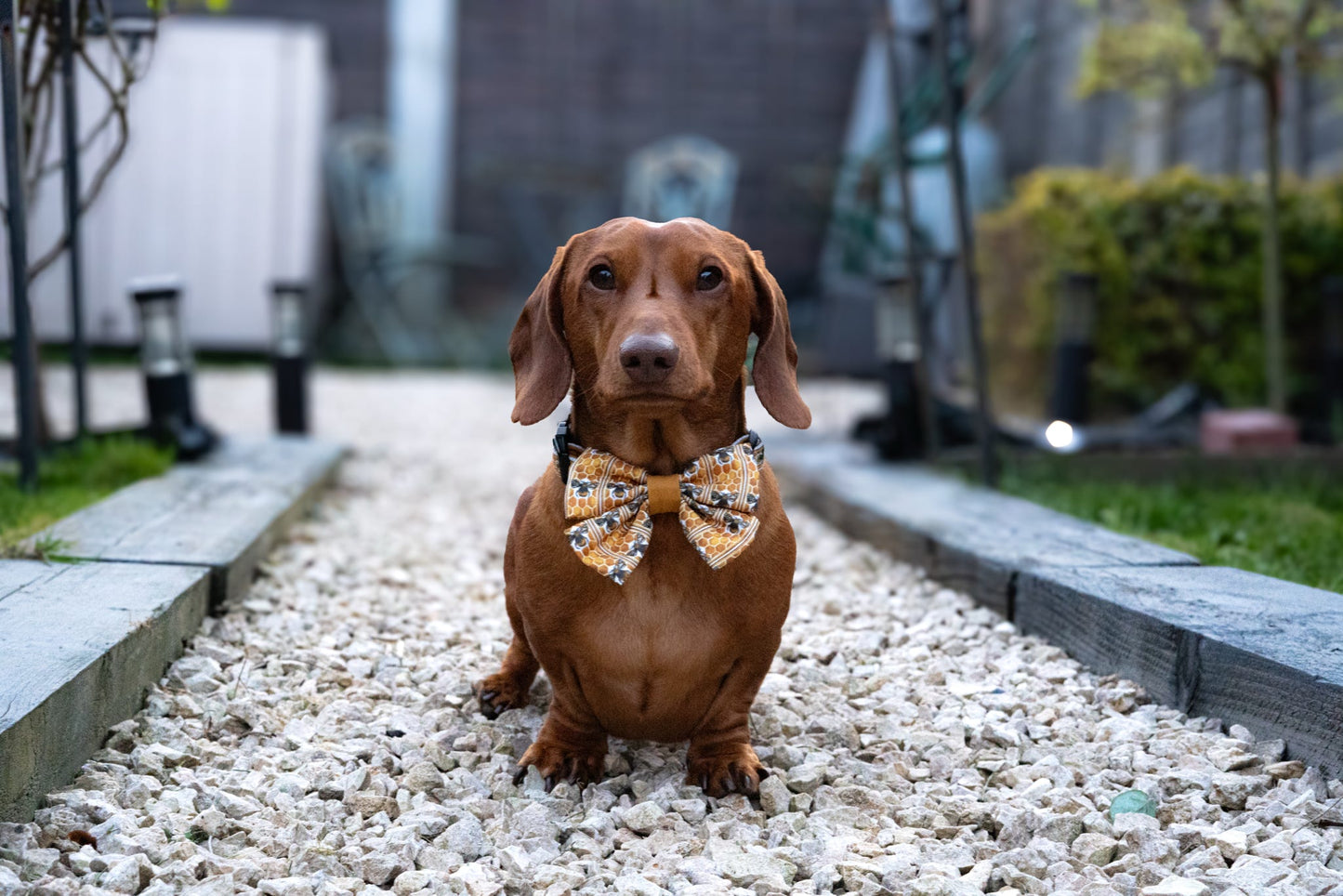 Sailor Bow Tie - Honeycomb Hive