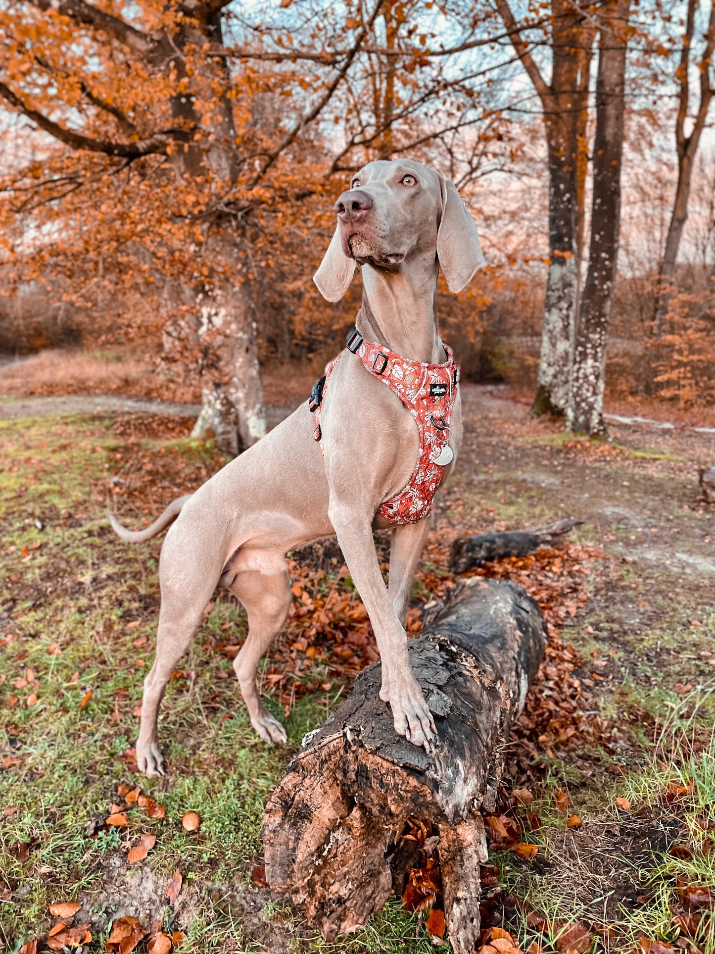Hike & Go™ Harness - Falling For You