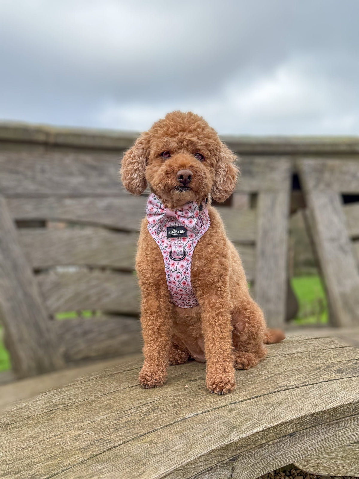 Dog Dickie Bow Tie - Blushing Blossoms