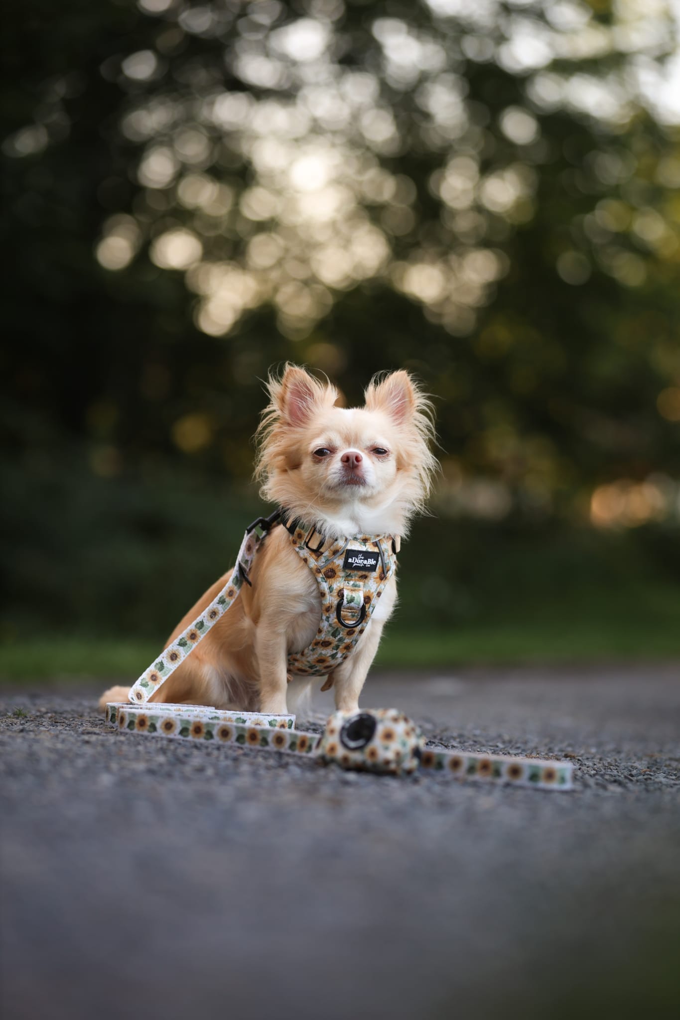 Lead - Sunflower Season