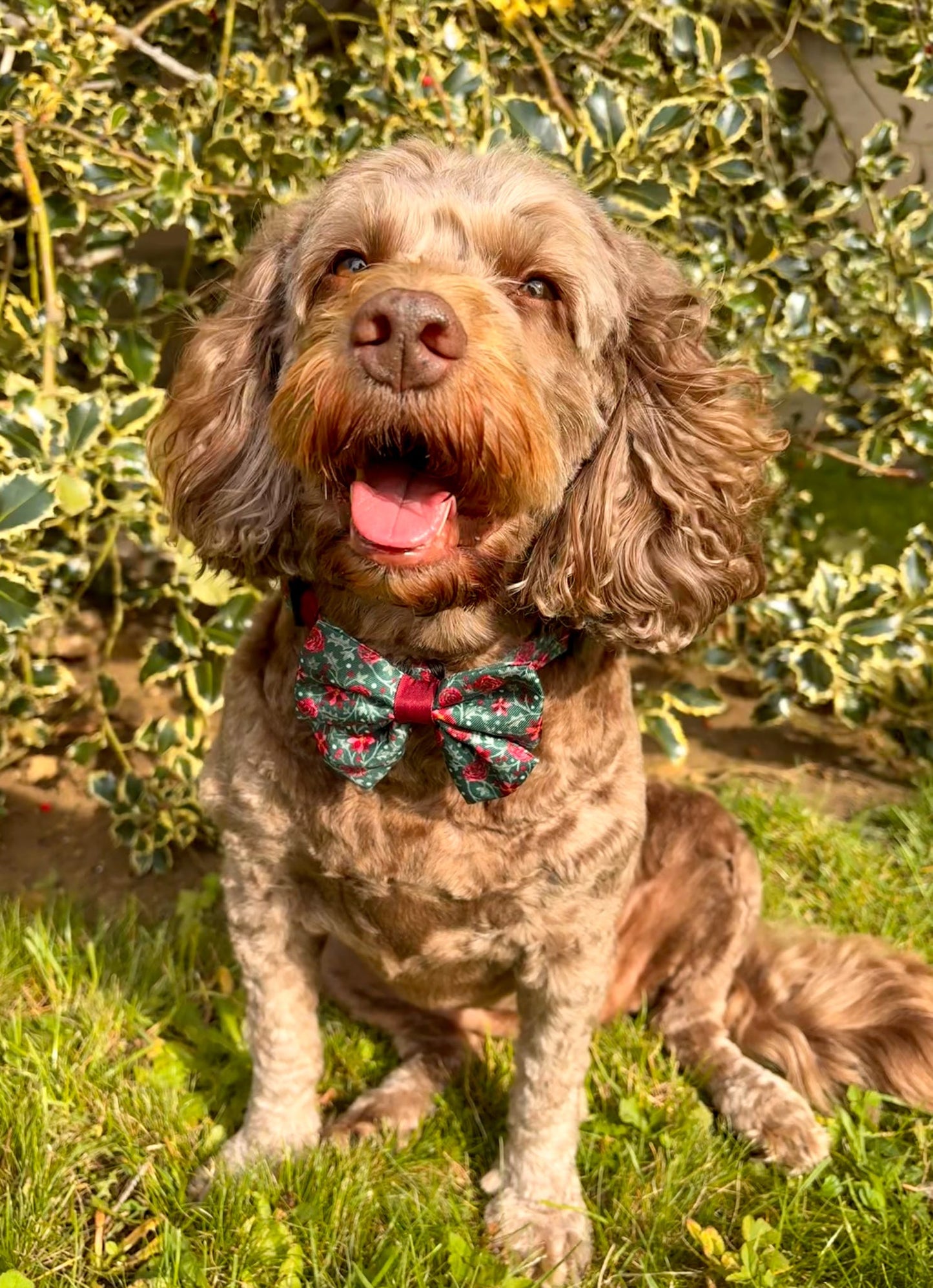 Sailor Bow Tie - Holly & Ivy