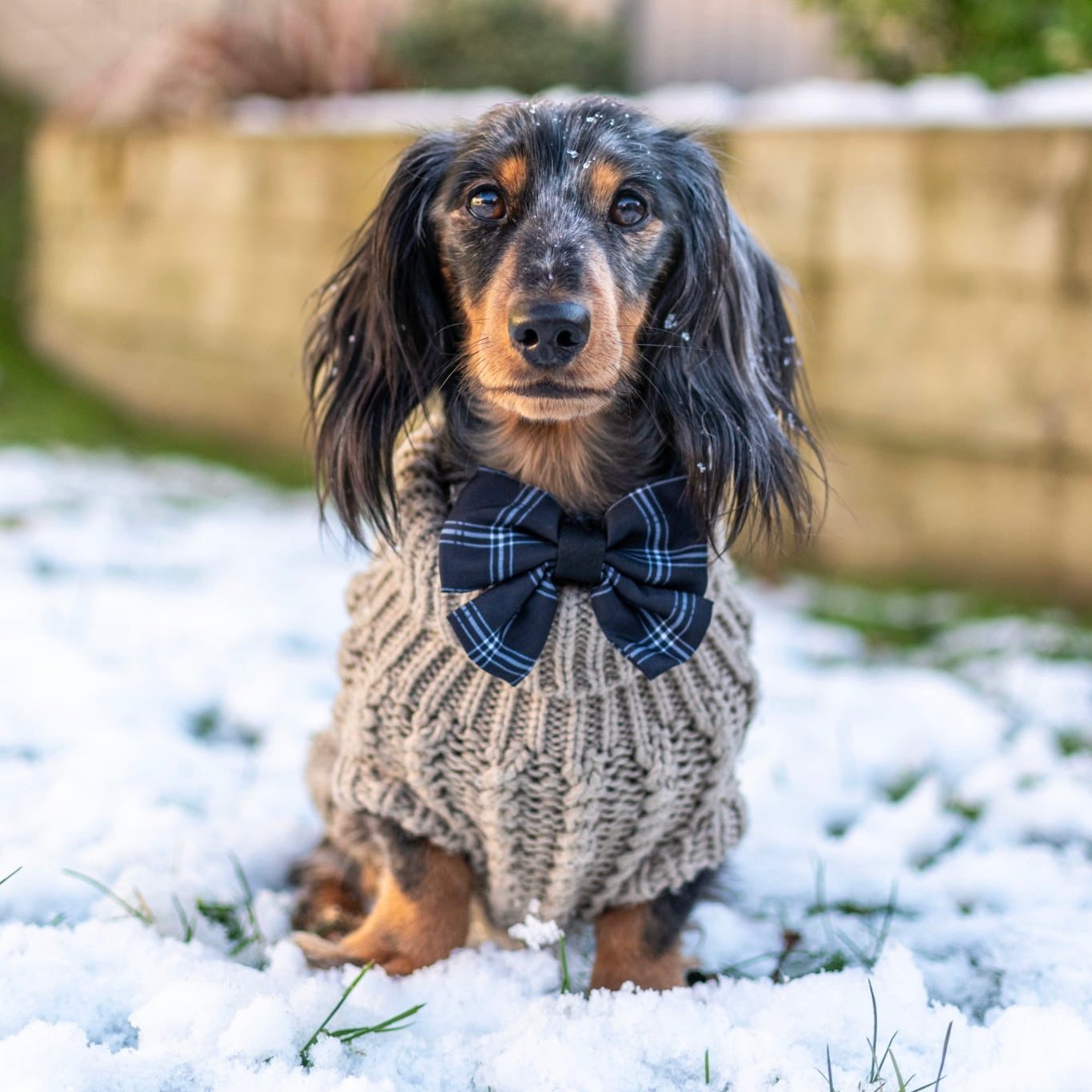 Dog Sailor Bow Tie - LUXE Noir Plaid