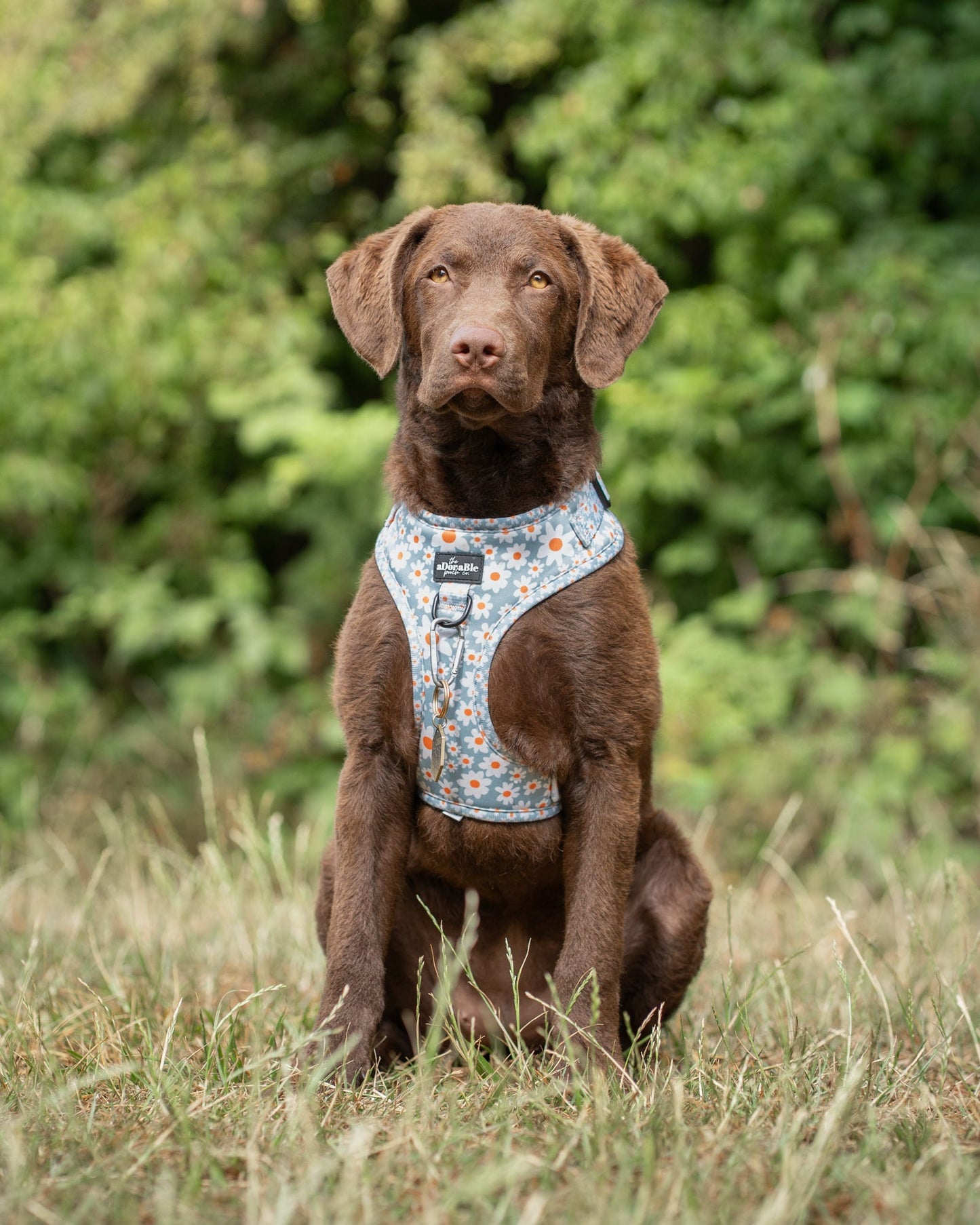 Adjustable Harness - Oopsy Daisy