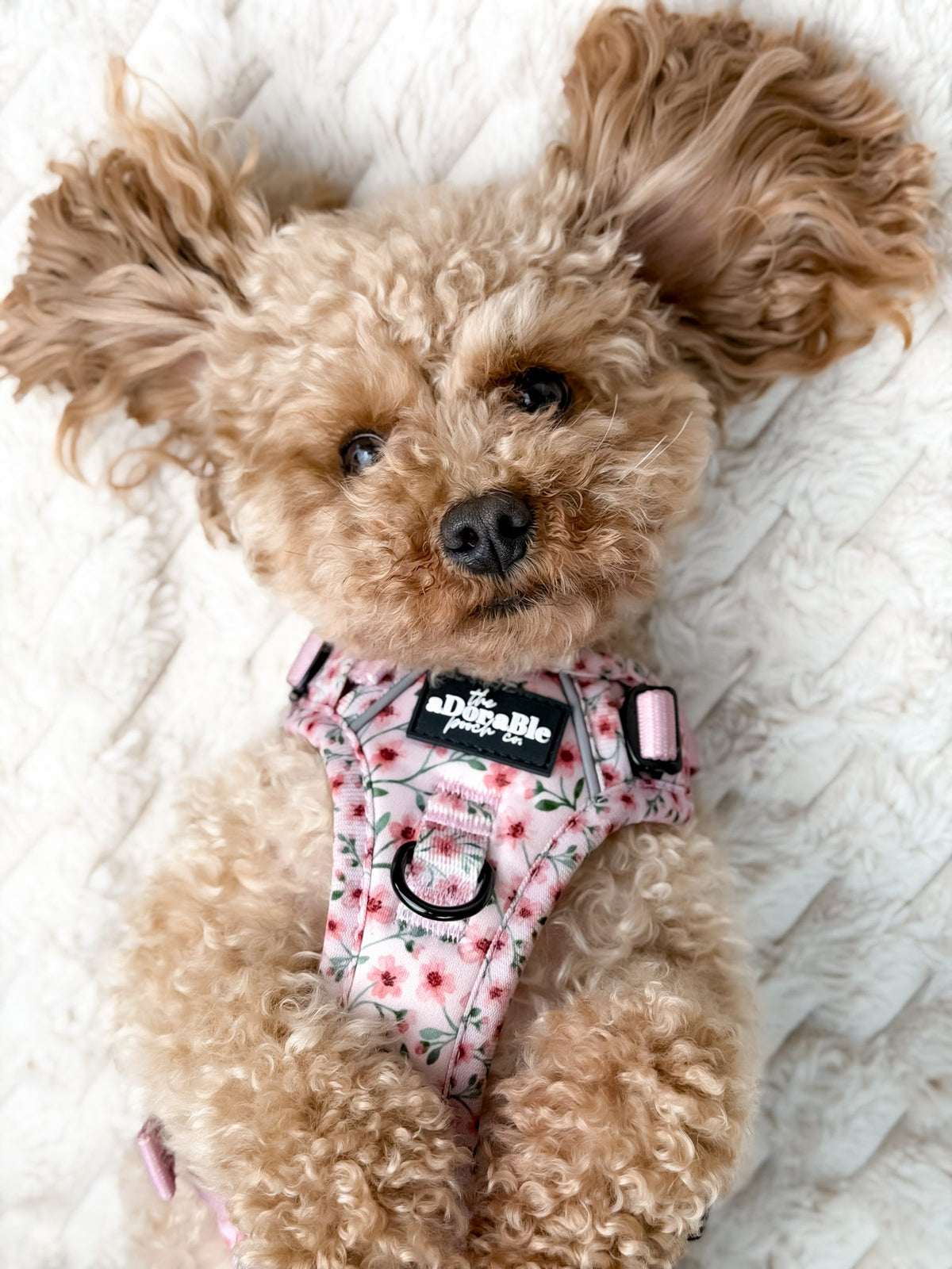 Small dog wearing a floral harness on a white blanket
