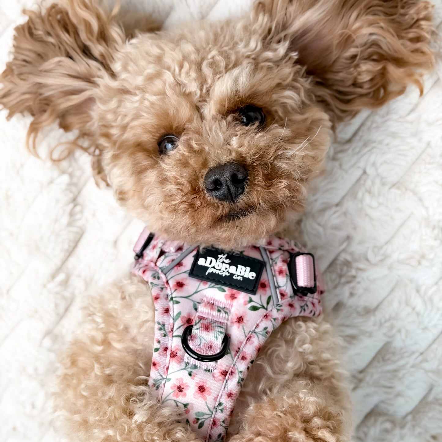 Small dog wearing a floral harness on a white blanket