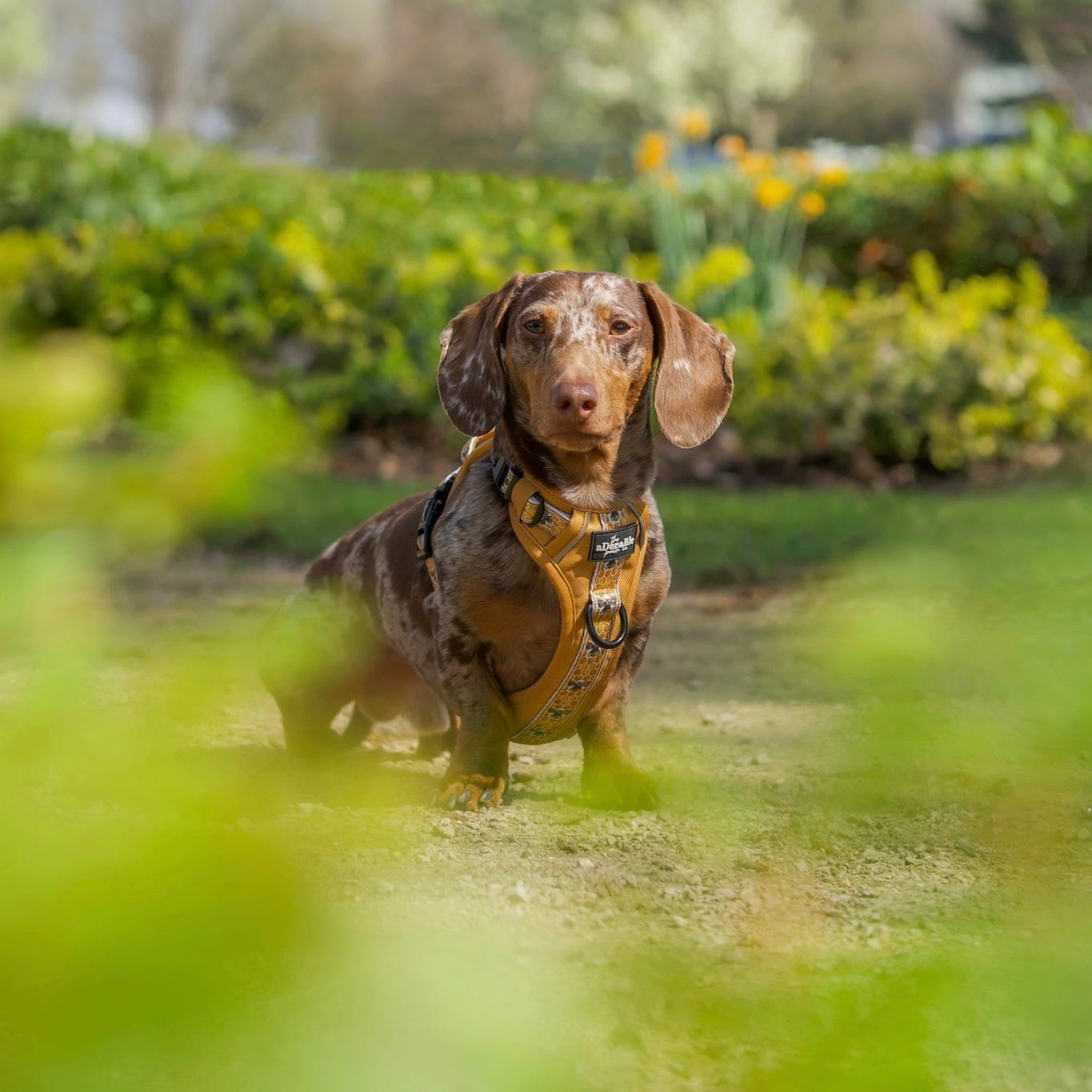 Hike & Go™ Harness - Honeycomb Hive