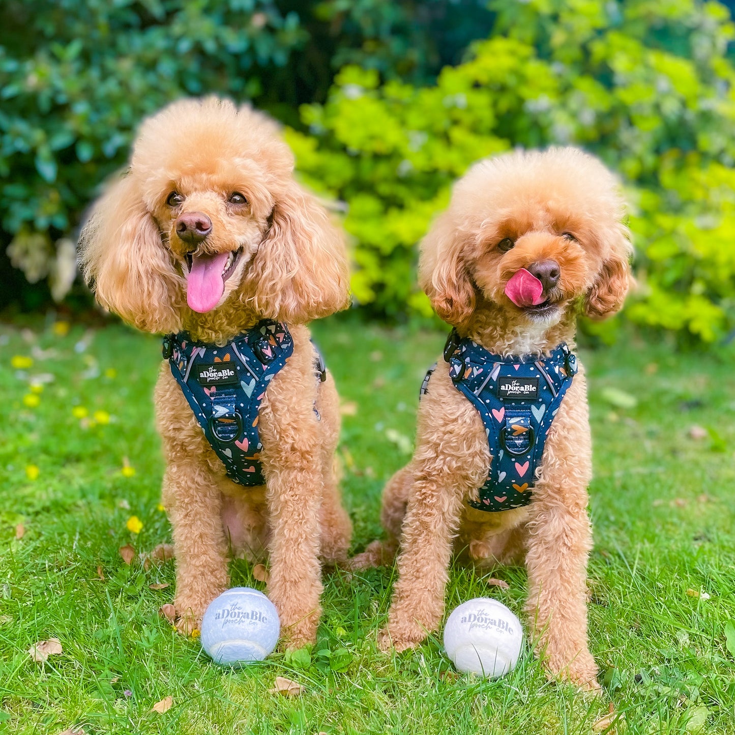 Hike & Go™ Harness - Lots Of Love