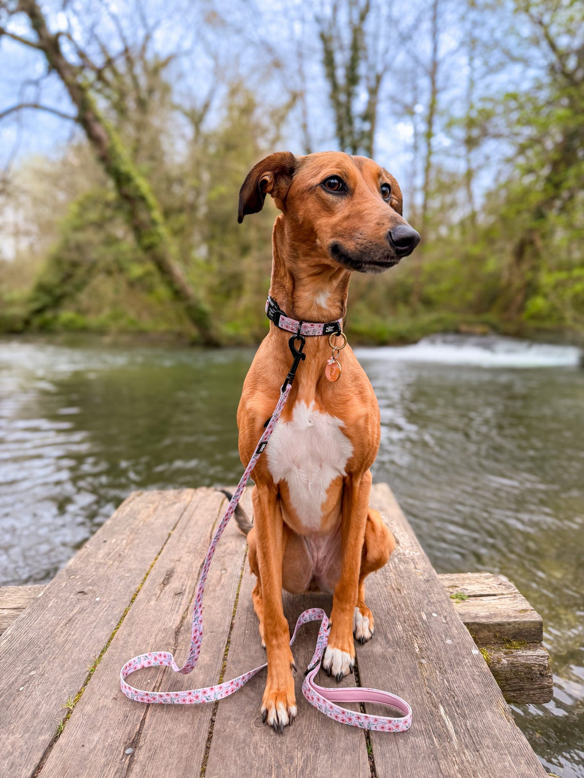 Dog sitting on a wooden dock by a body of water with trees in the background
