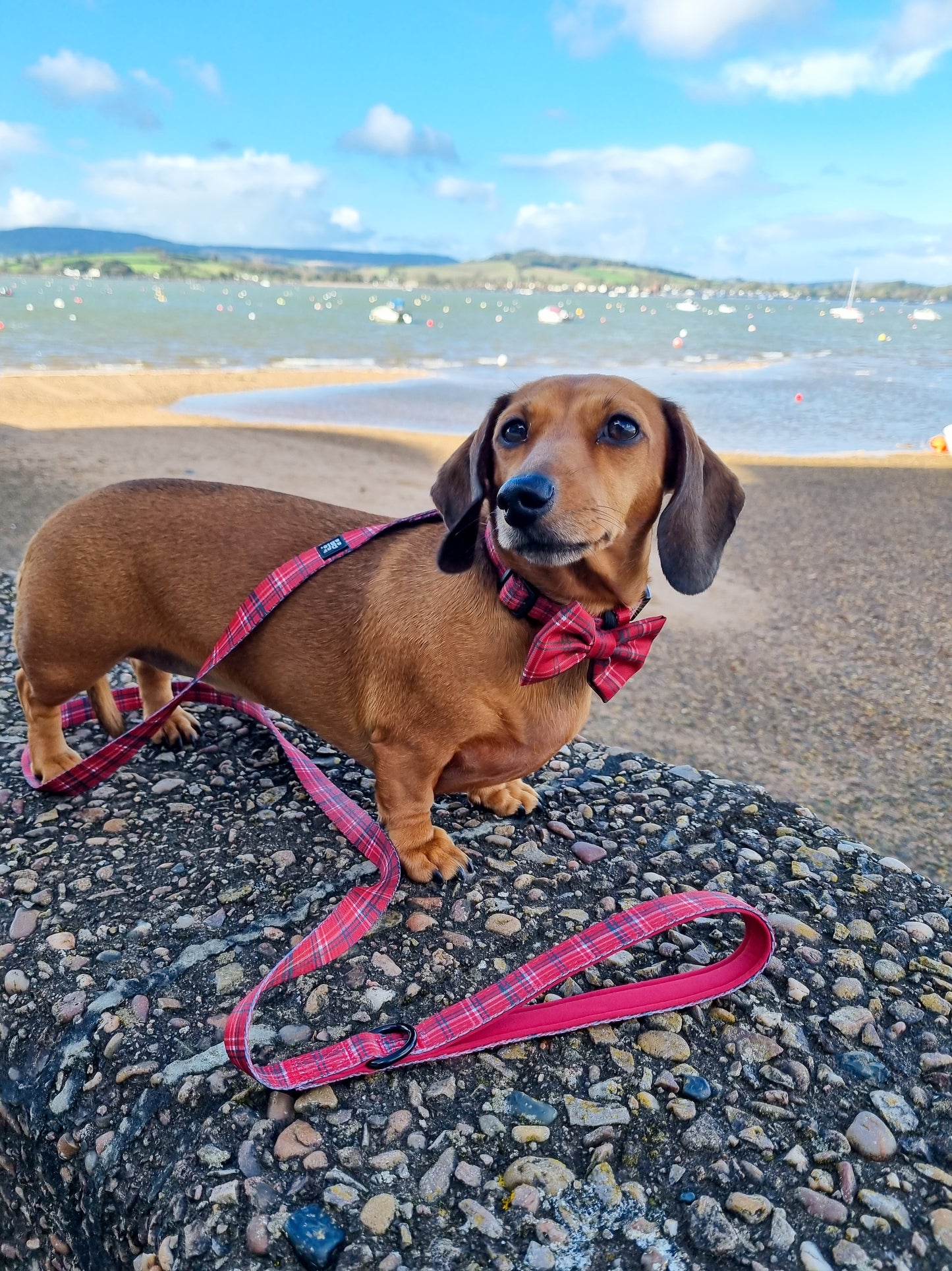 Dog Bow Tie - LUXE Berry Red Plaid