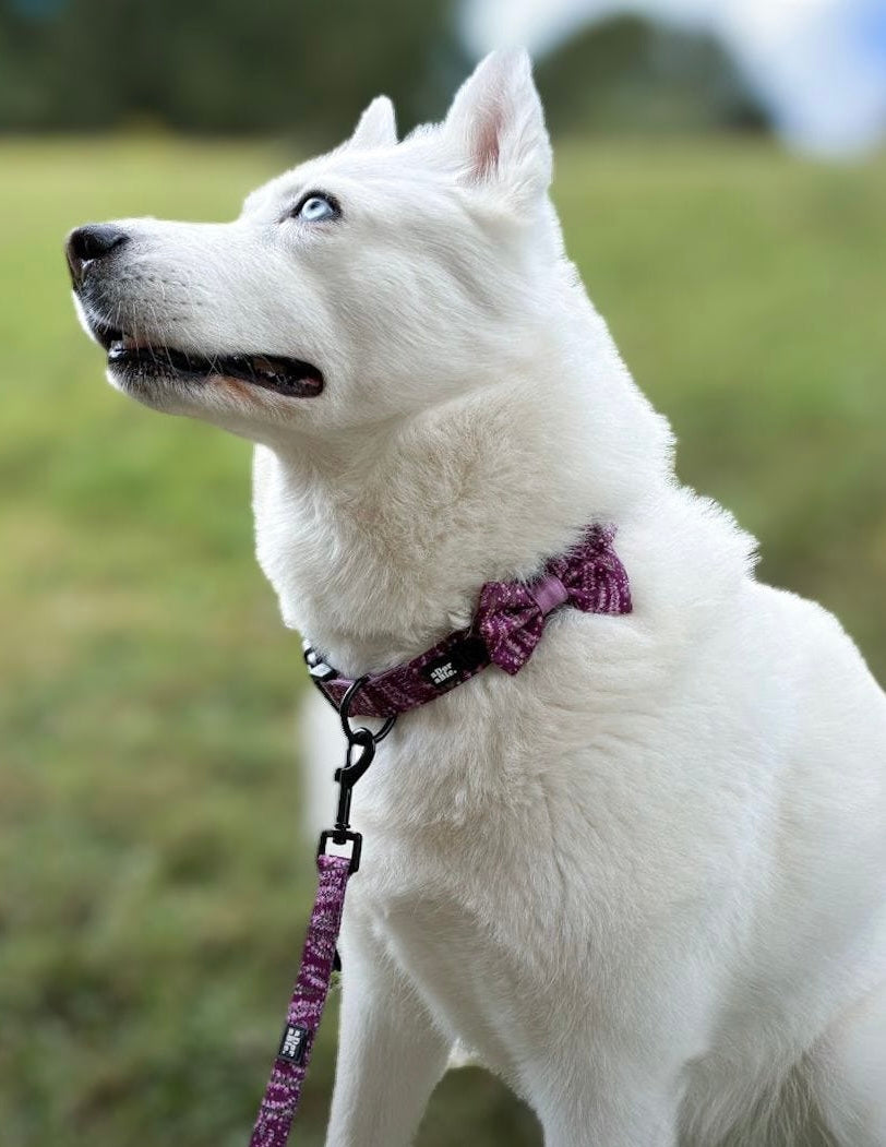Dog Bow Tie - Highland Heather