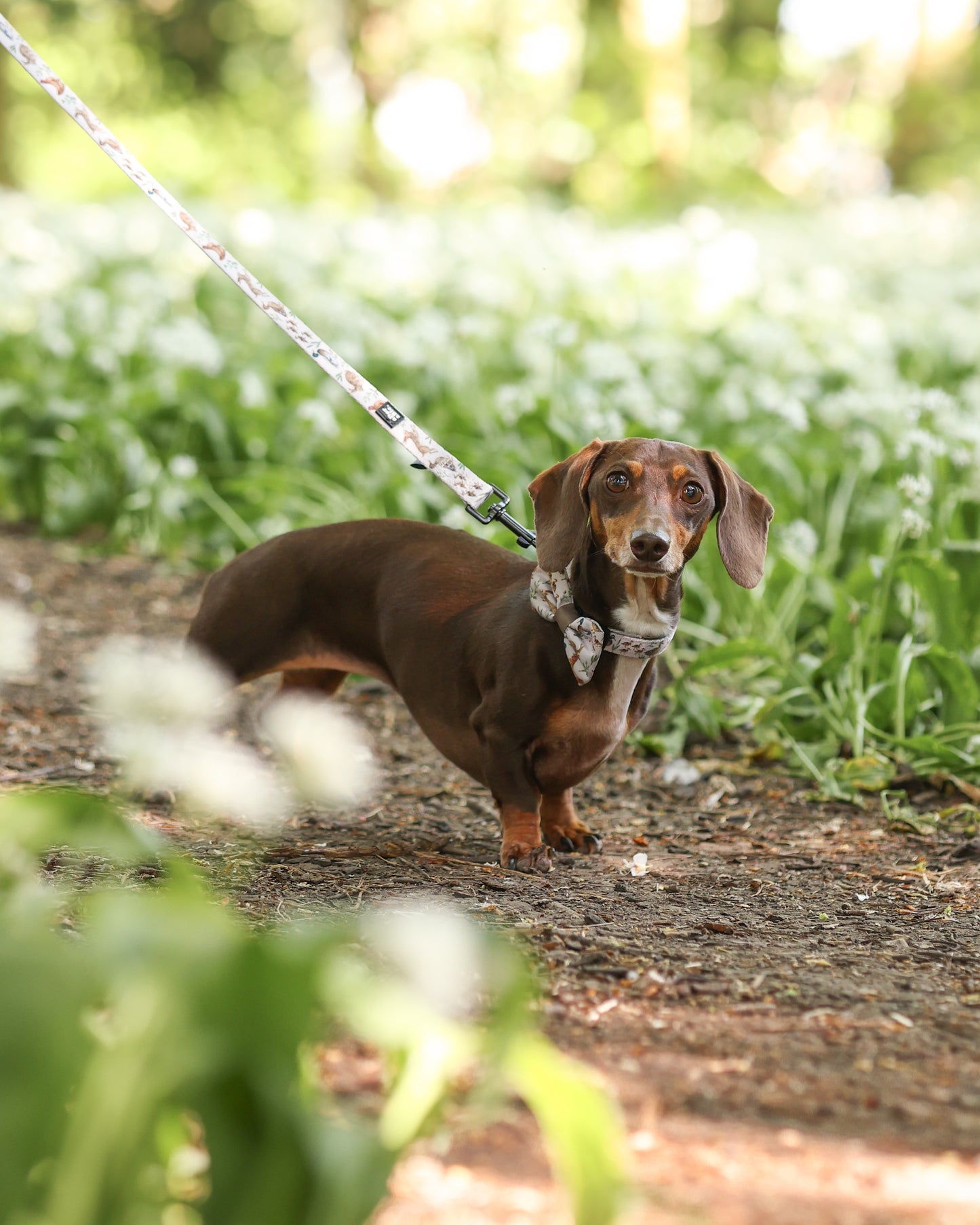 Dog Collar - Cotswold Cottage