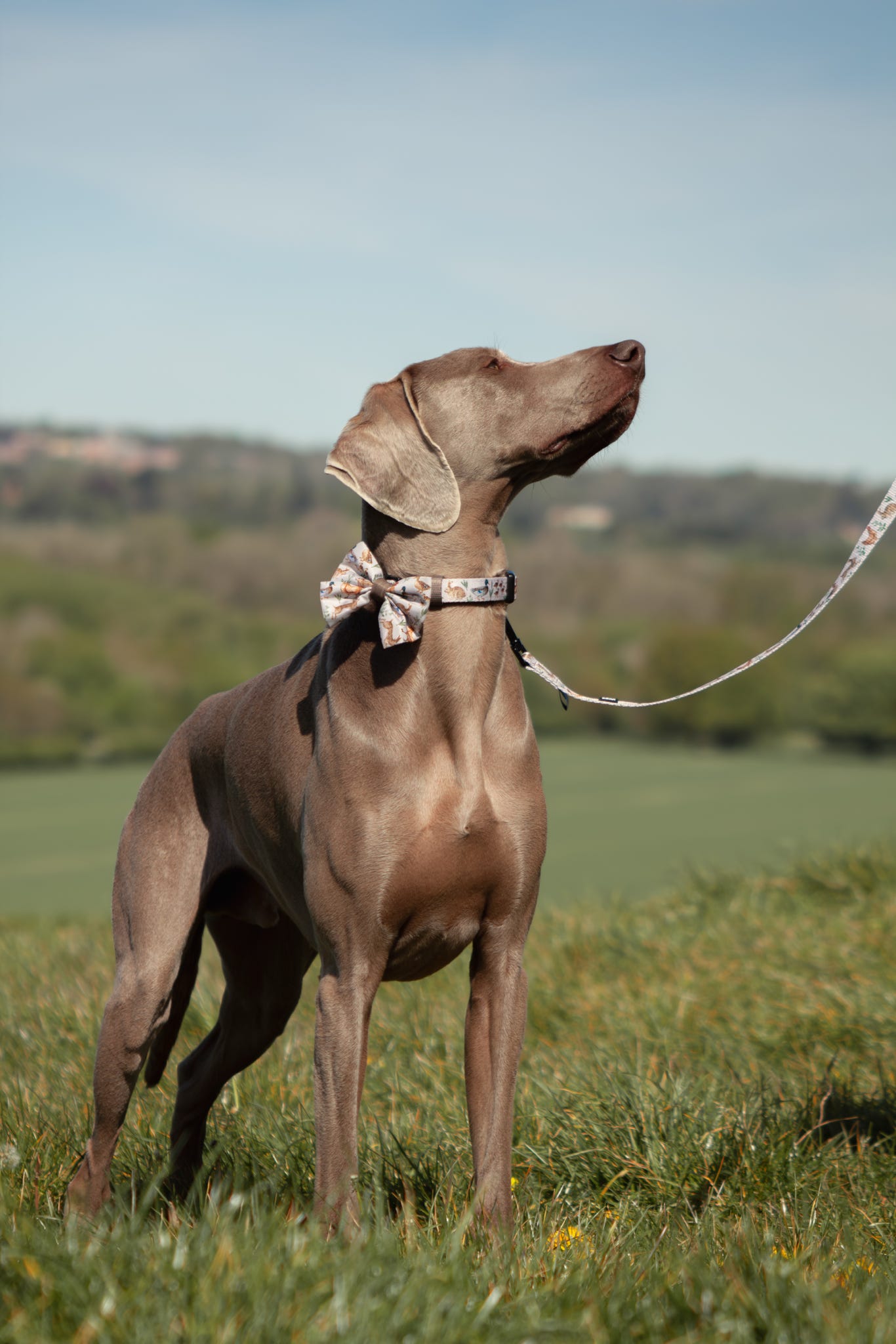 Dog Sailor Bow Tie - Cotswold Cottage