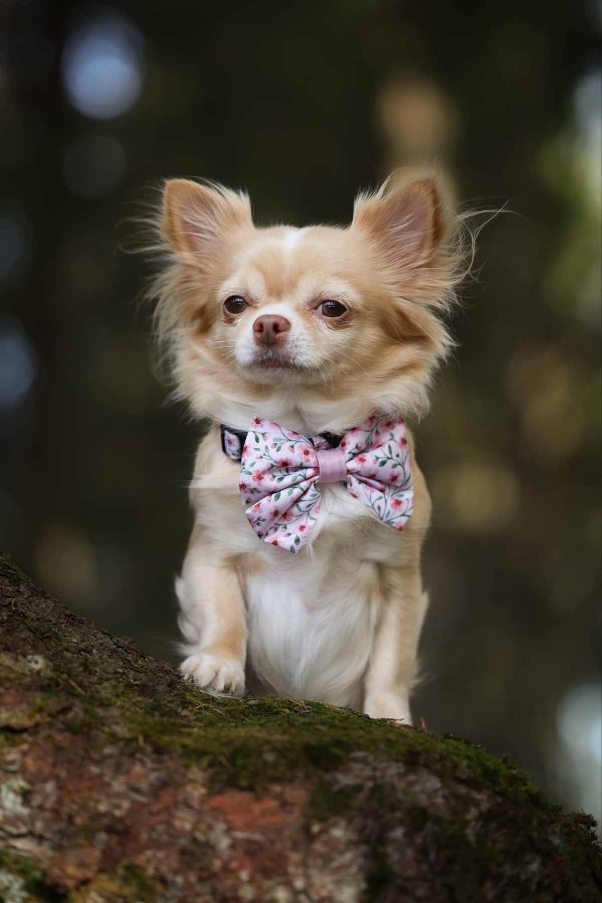 Small dog with a bow tie sitting on a tree branch