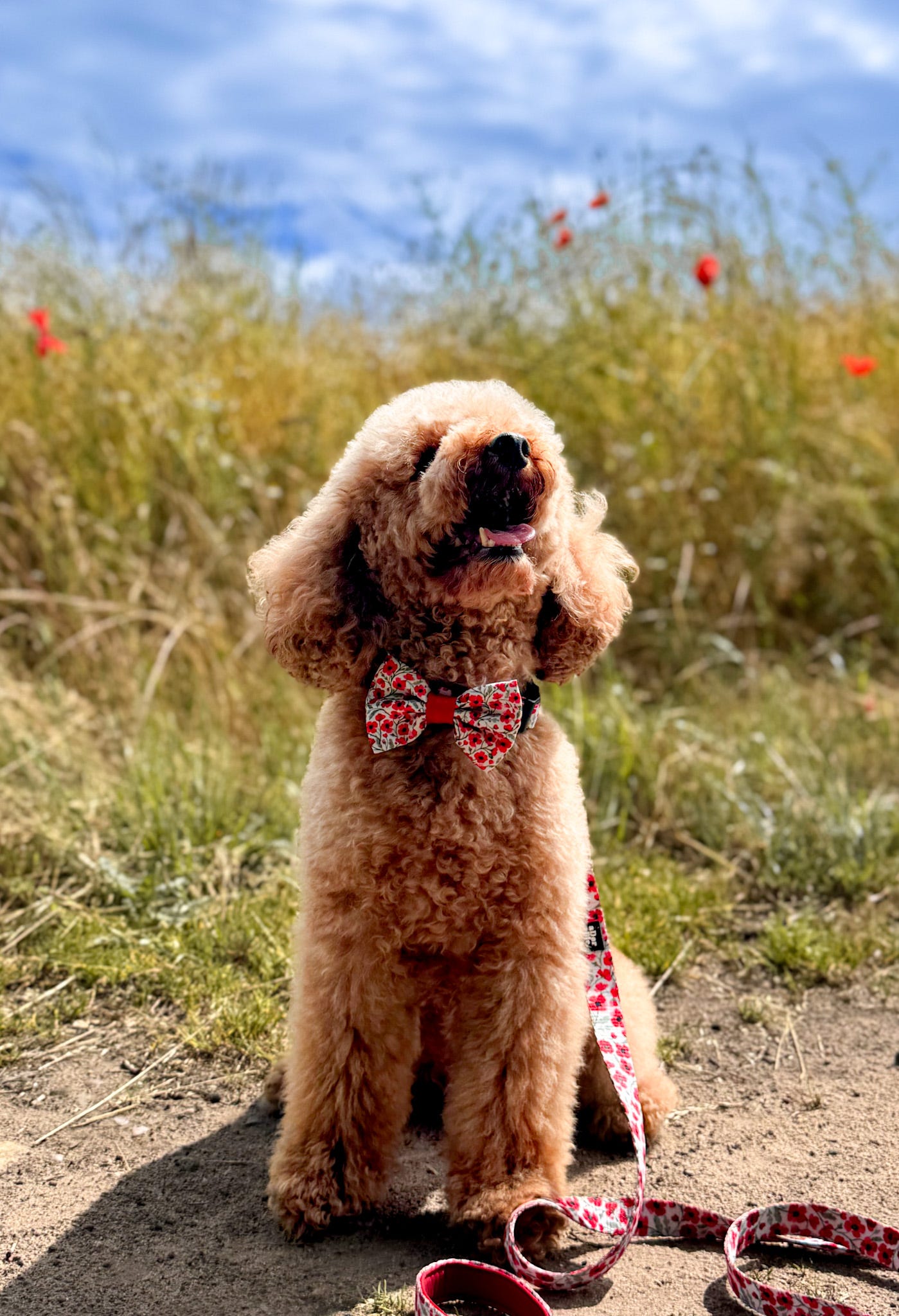 Bow Tie - Painted Poppies