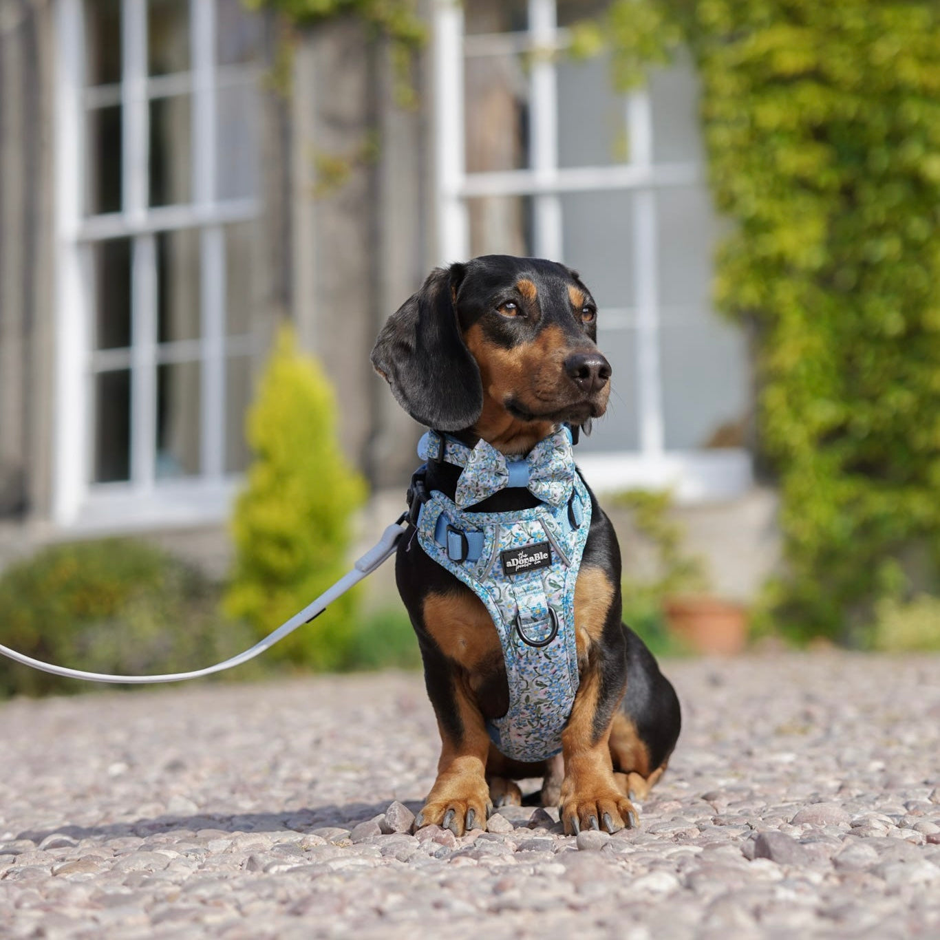 Bow Tie - Flourishing Forget-Me-Nots