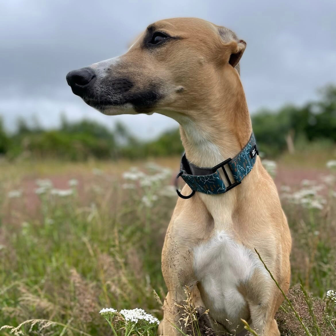 Martingale Collar - Alpine Adventure