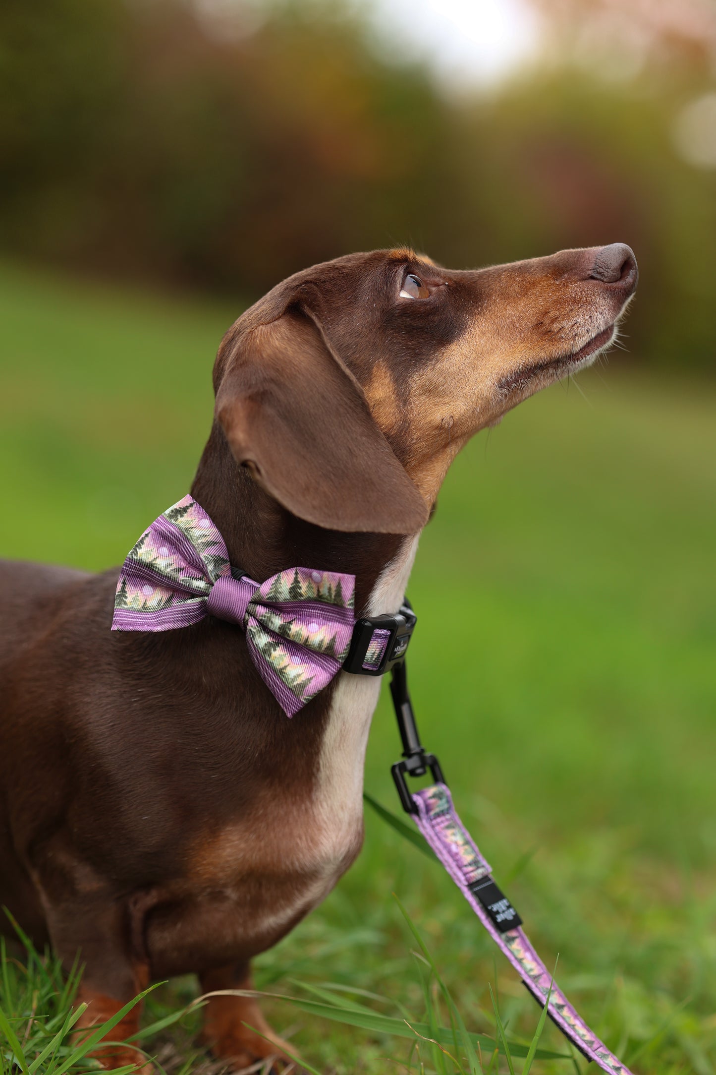 Dog wearing a purple bow tie and harness in a grassy outdoor setting