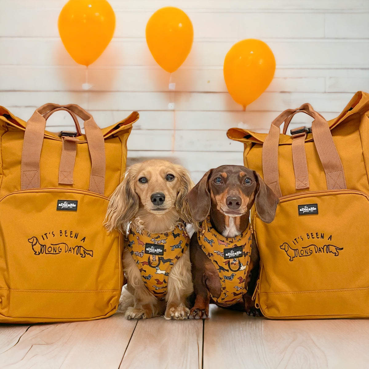 Dachshund 2025 in backpack