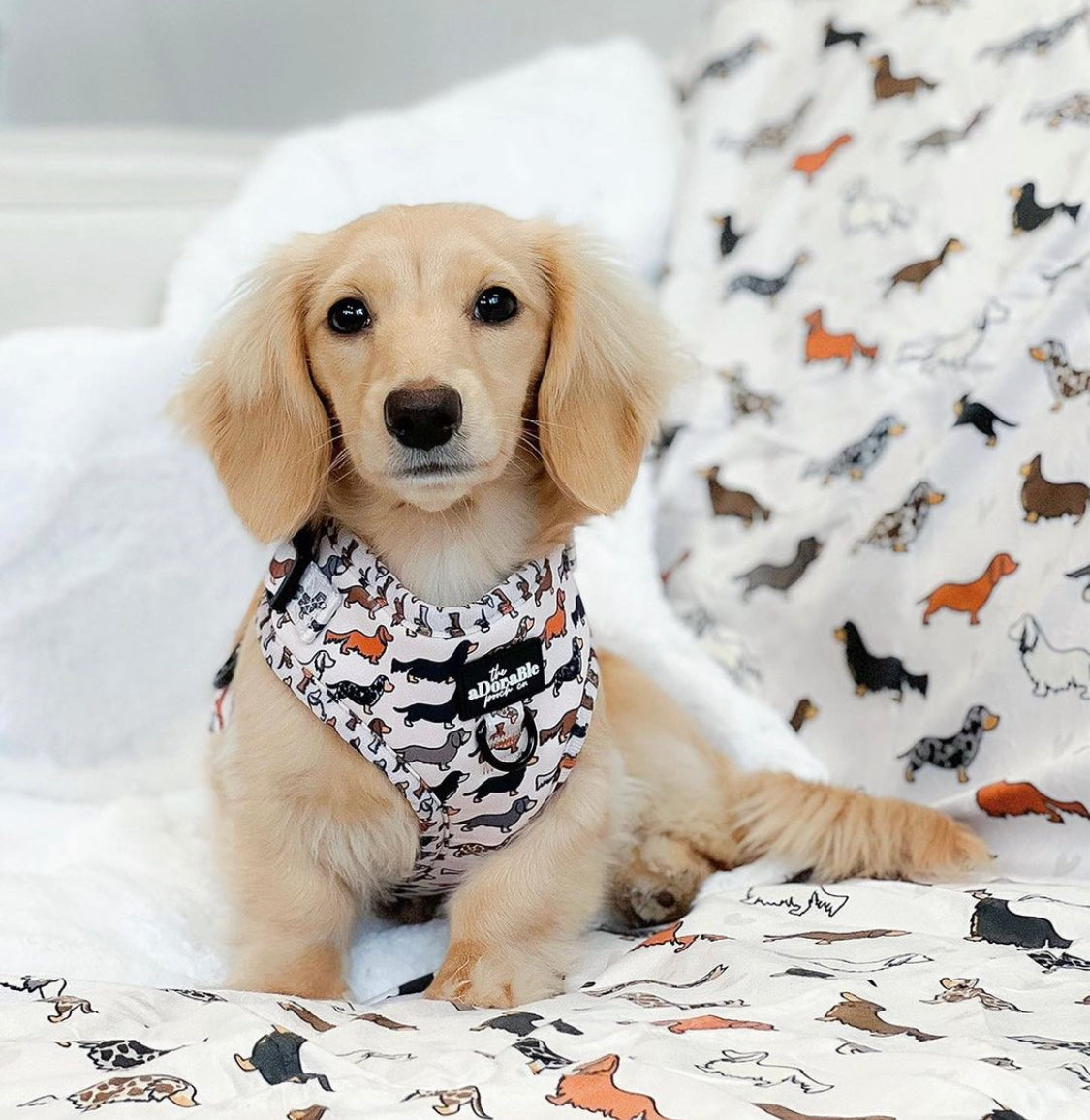 Adjustable Harness - Hello Sausage - SECONDS