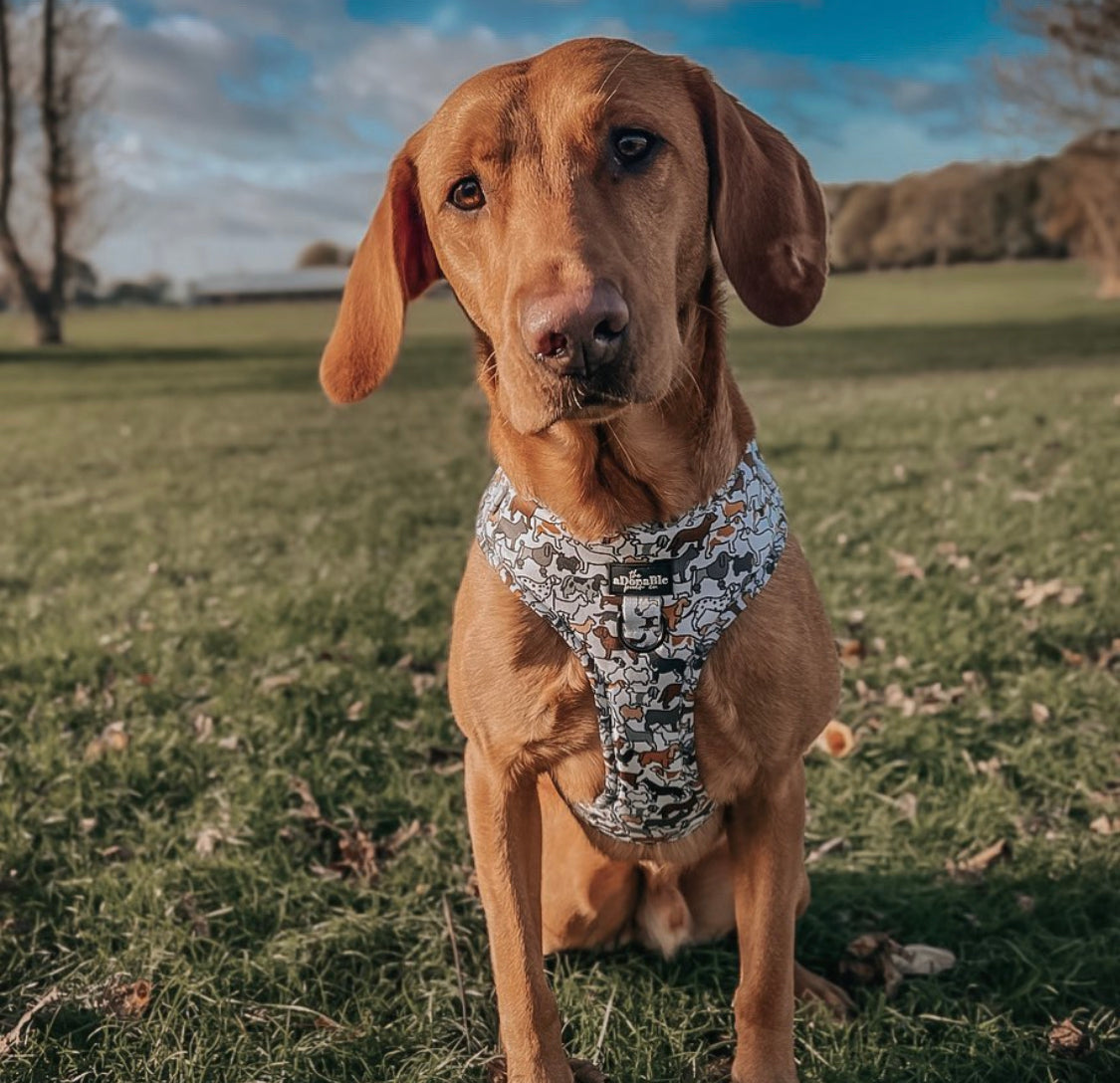 Adjustable Harness - Pups + Pooches - Large