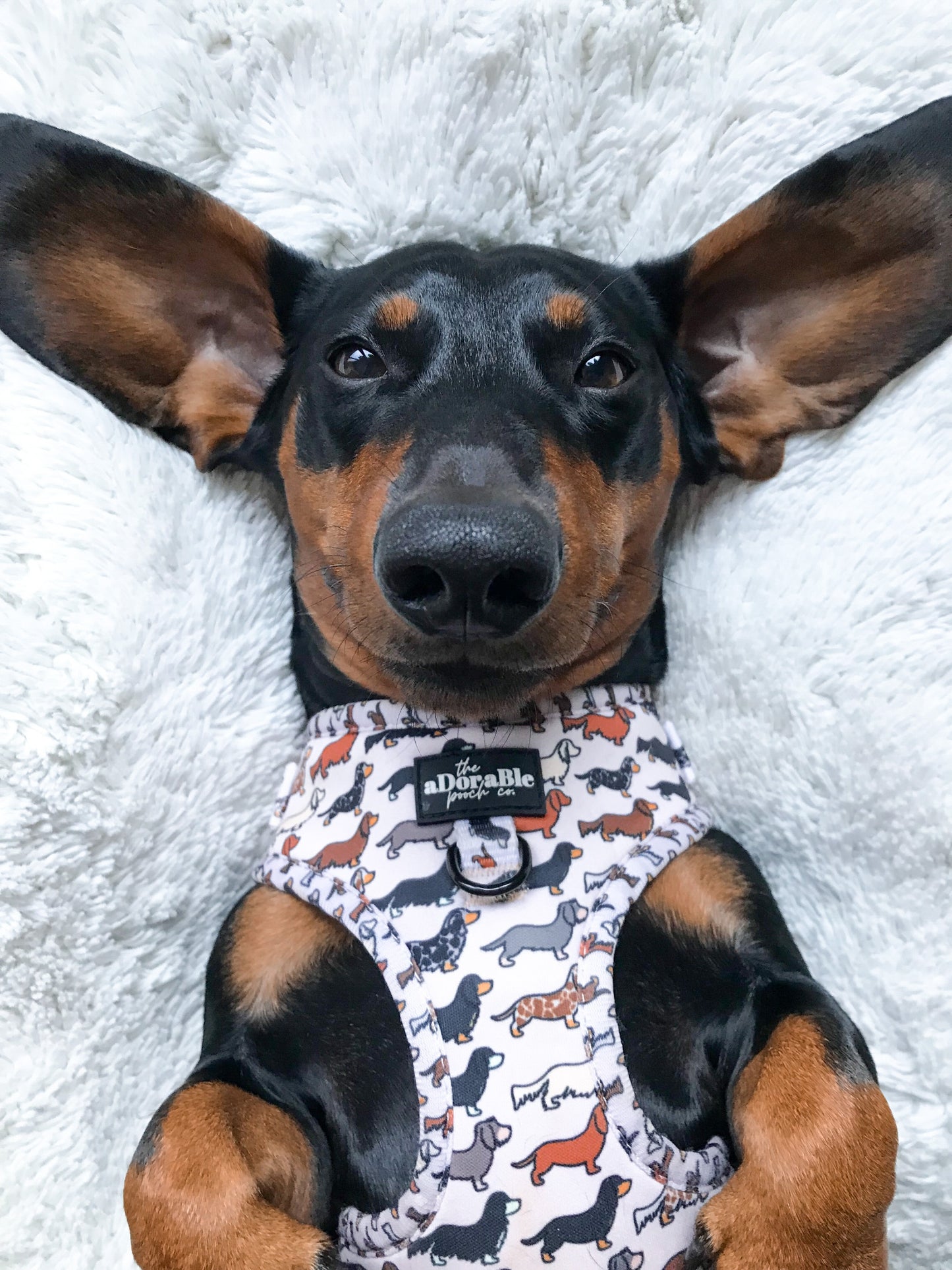 Adjustable Harness - Hello Sausage