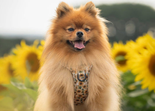 Sunflower Season