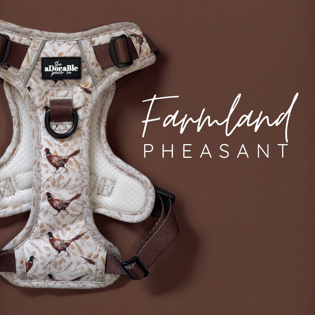 Farmland Pheasant