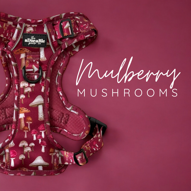 Mulberry Mushrooms