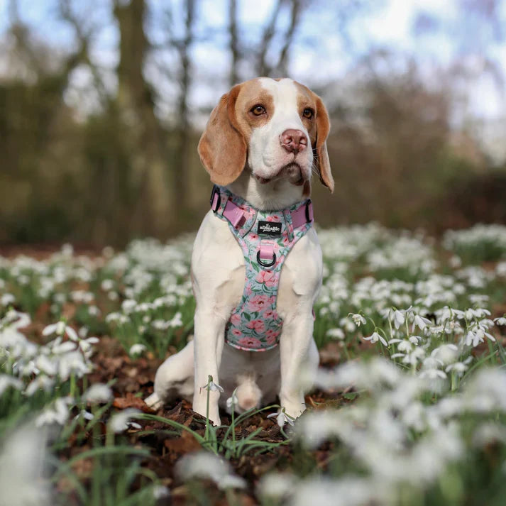 a beagle breed dog sat amongst a carpet of snowdrops wearing a pink and blue peony patterned harness