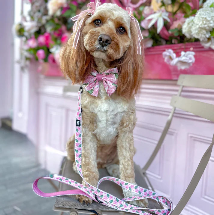 The Valentines Collection