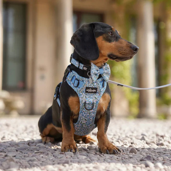 Flourishing Forget-Me-Nots