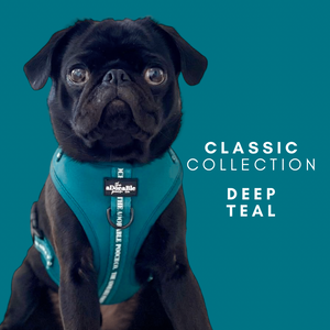 Classic Collection - Goji Berry Red – The aDoraBle Pooch Company