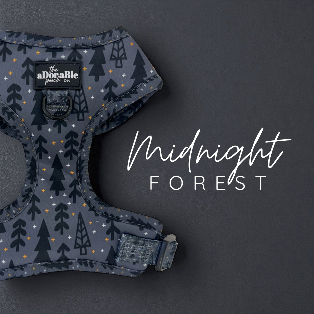 Midnight Forest