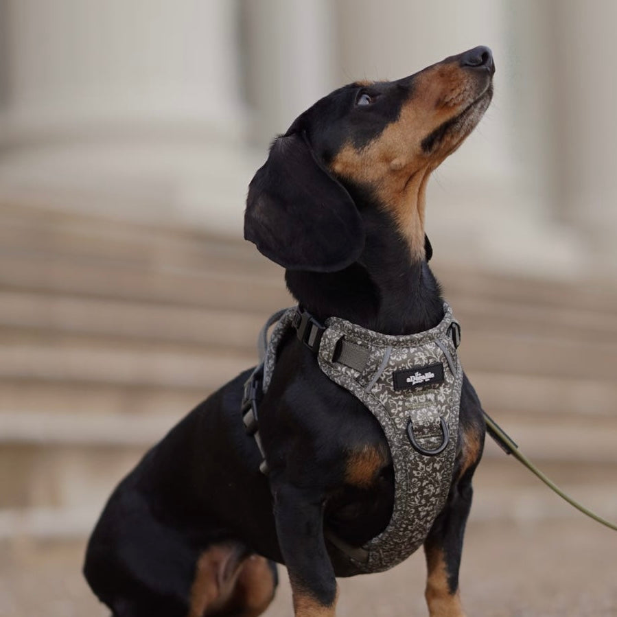 Laura Ashley - Sweet Alyssum