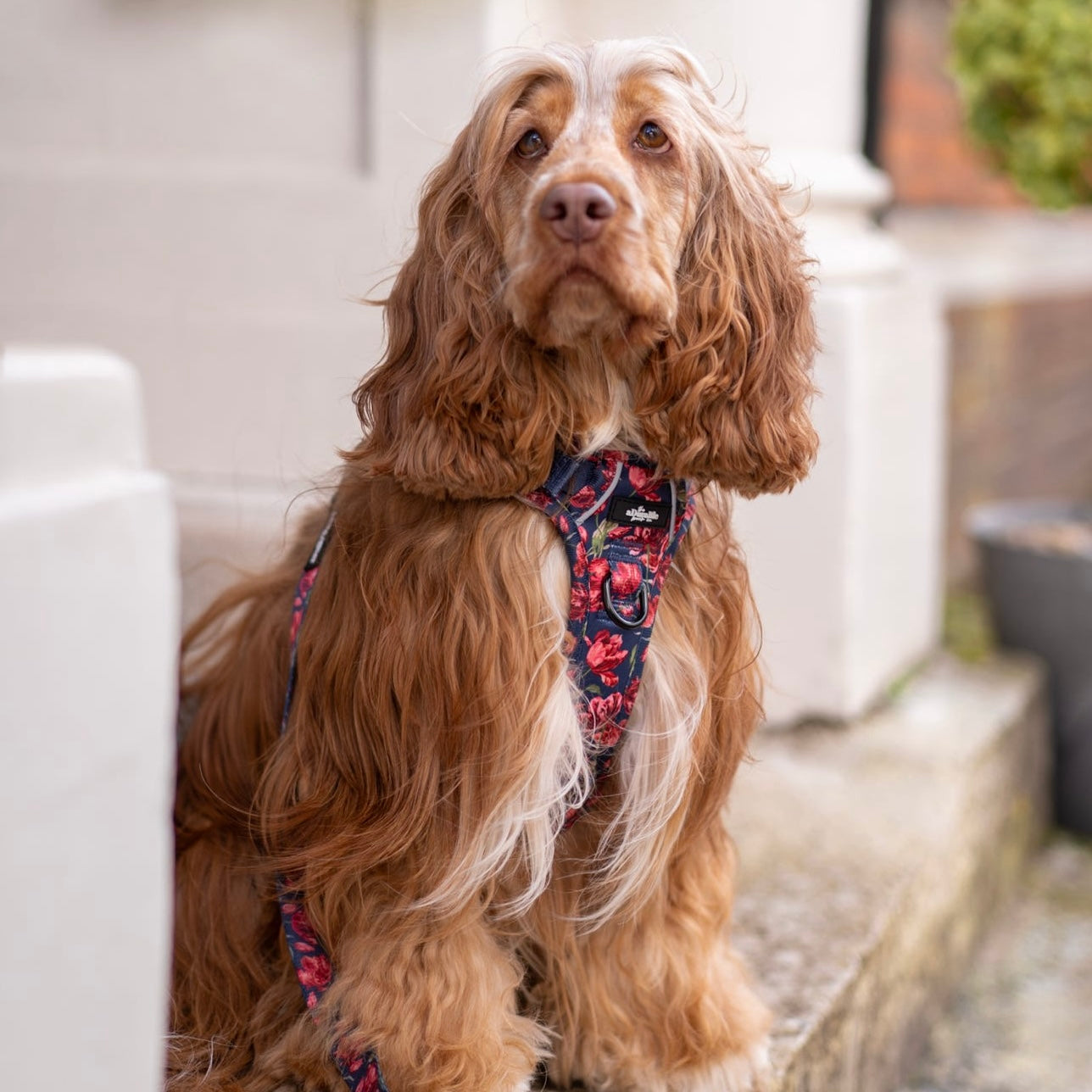 Laura Ashley - Gosford Meadow