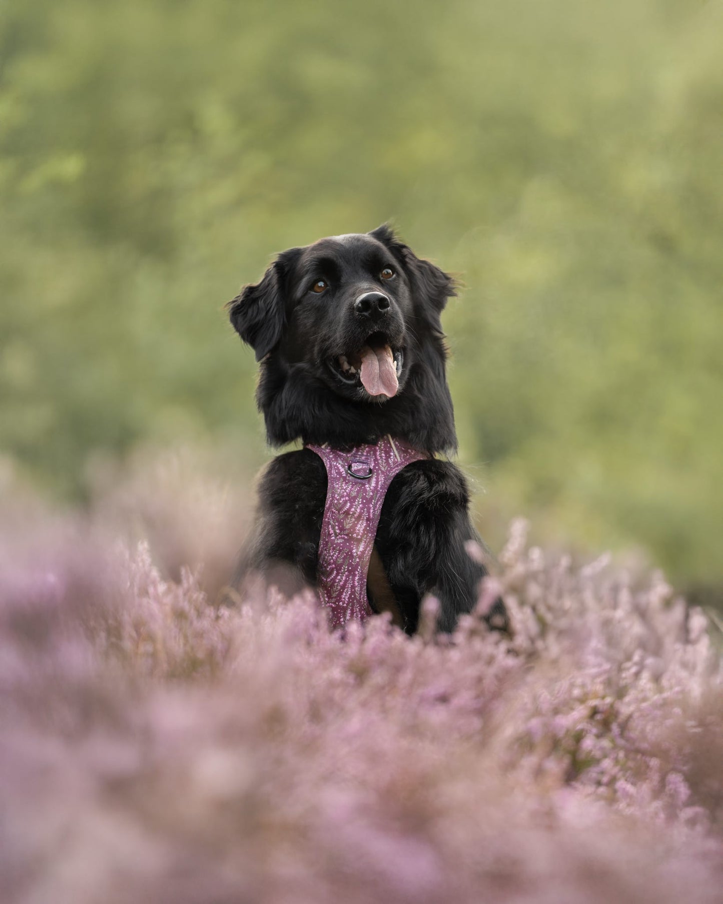 Hike & Go™ Harness - Highland Heather