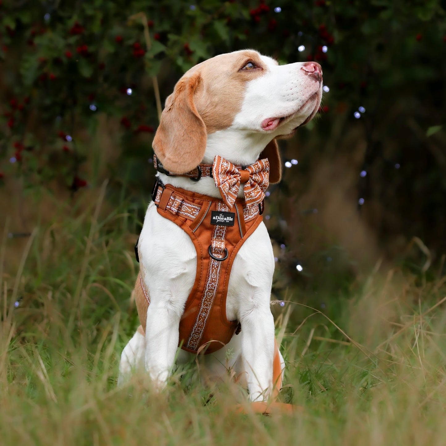 Hike & Go™ Harness - Gingerbread Frosting