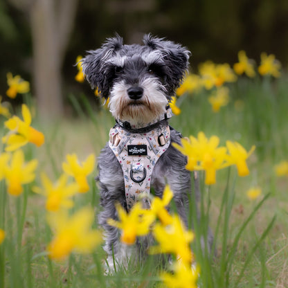 Hike & Go Lite™ Harness - Spring Garden