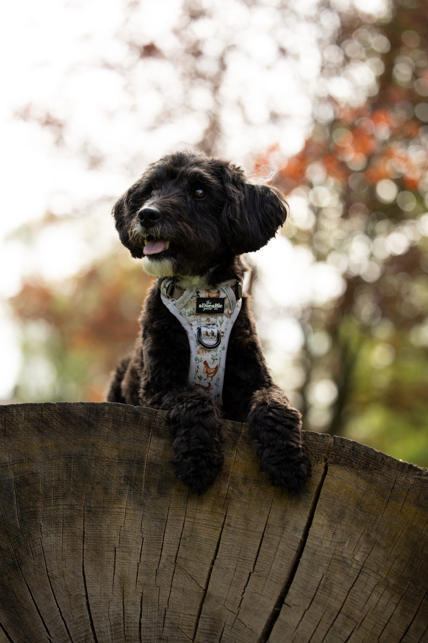Hike & Go Lite™ Harness - Cotswold Cottage