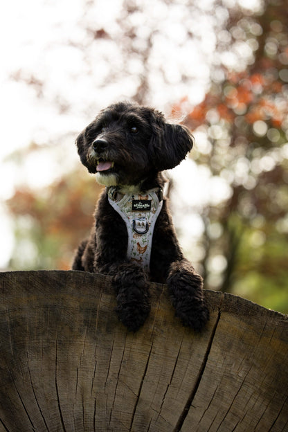 Hike & Go Lite™ Harness - Cotswold Cottage