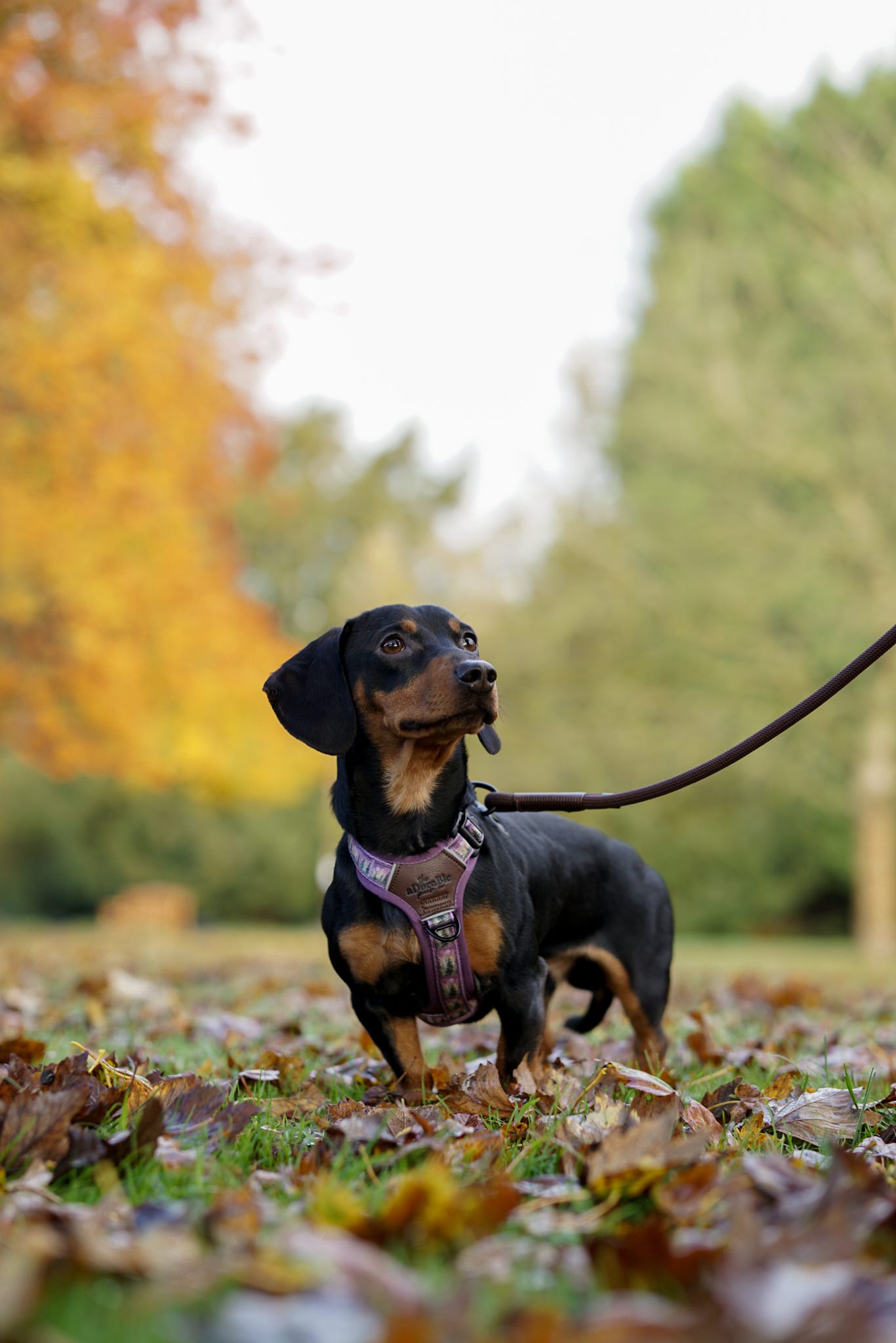 Streamline Pro™ Dog Harness - Moonlit Pines