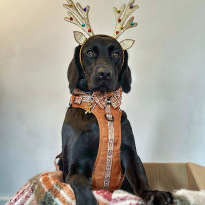 Hike & Go™ Harness - Gingerbread Frosting