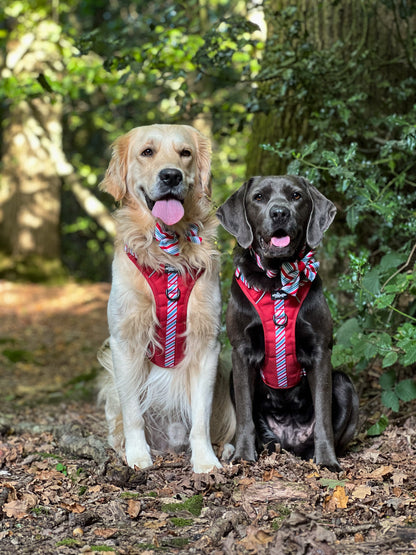 Hike & Go™ Harness - Candy Cane Swirl