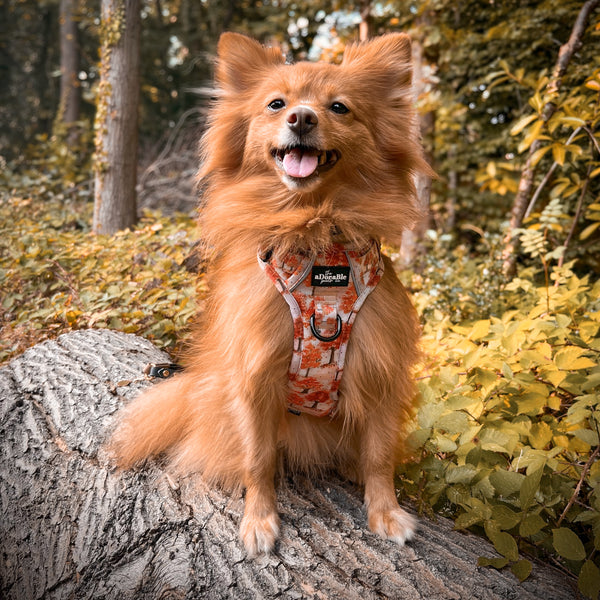 Hike & Go Lite™ Harness - Autumn Orchard