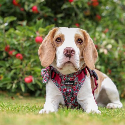 Hike & Go™ Harness - Crab Apple Cottage