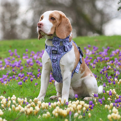 Hike & Go Lite™ Harness - Lavender Haze