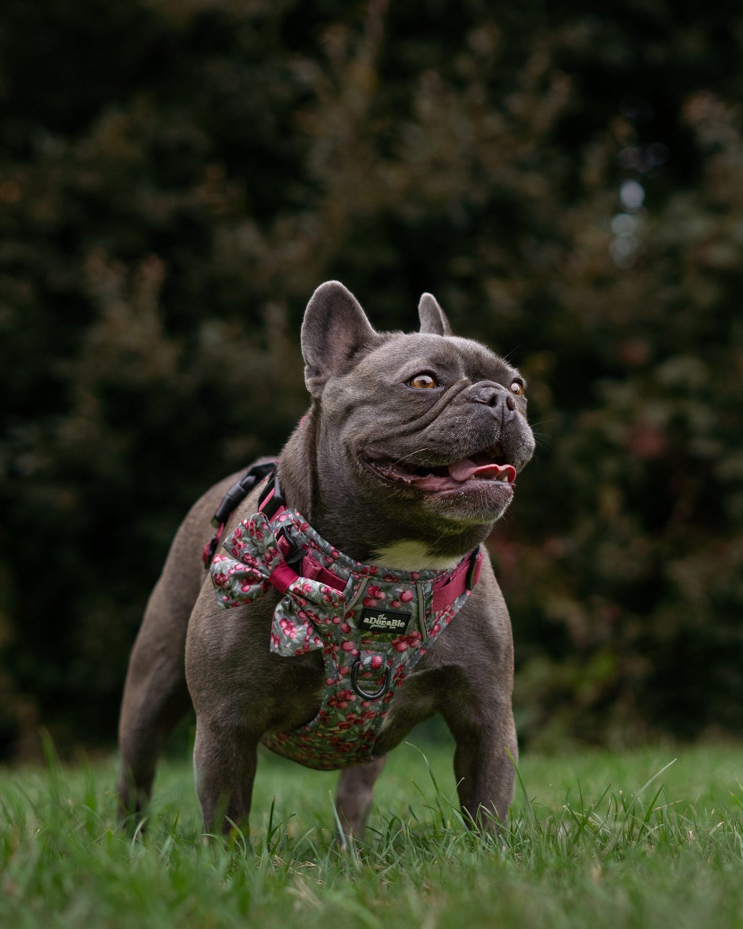 Hike & Go™ Harness - Crab Apple Cottage