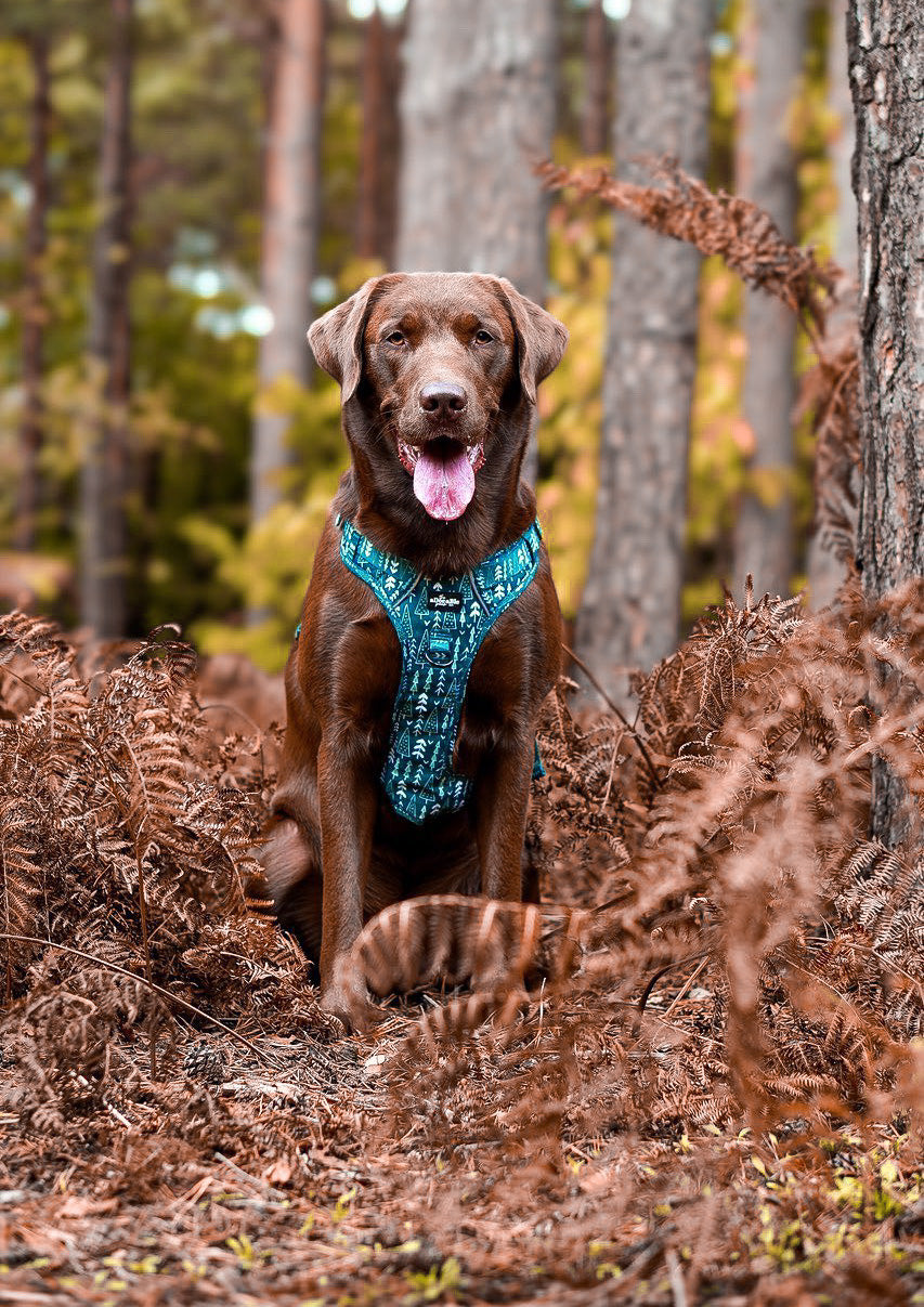 Hike & Go™ Harness - Woodland Walks - XL