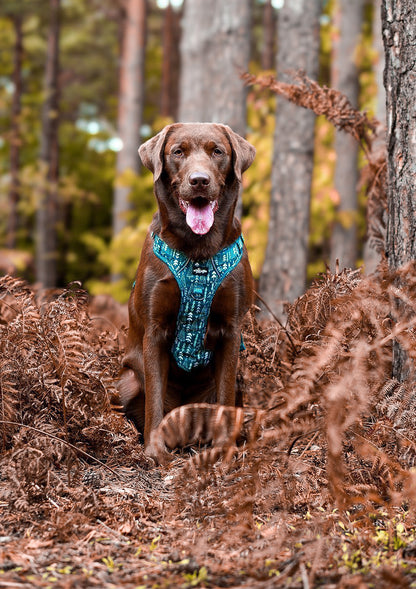 Hike & Go™ Harness - Woodland Walks - XL